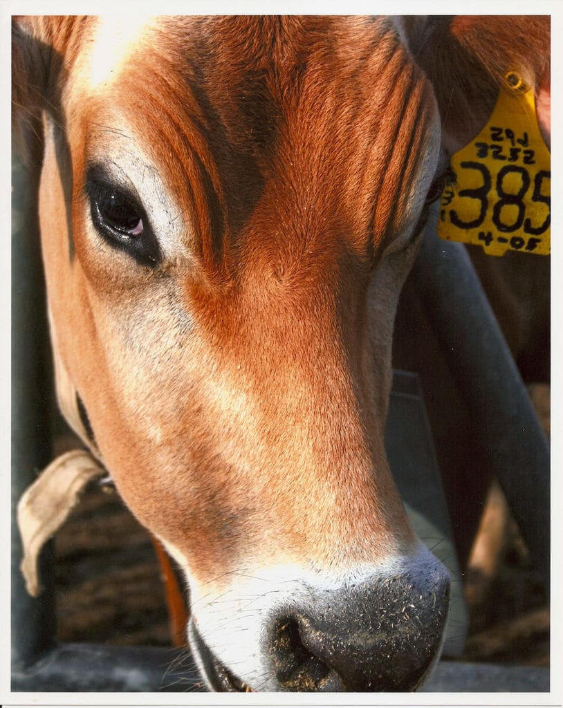 From an OSU series called Cow Portraits