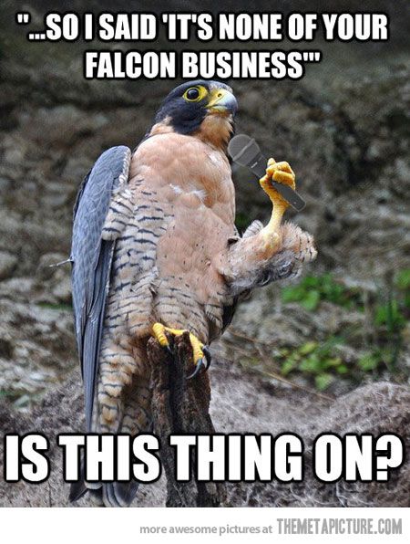 falcon | Columbus SEO Company Image